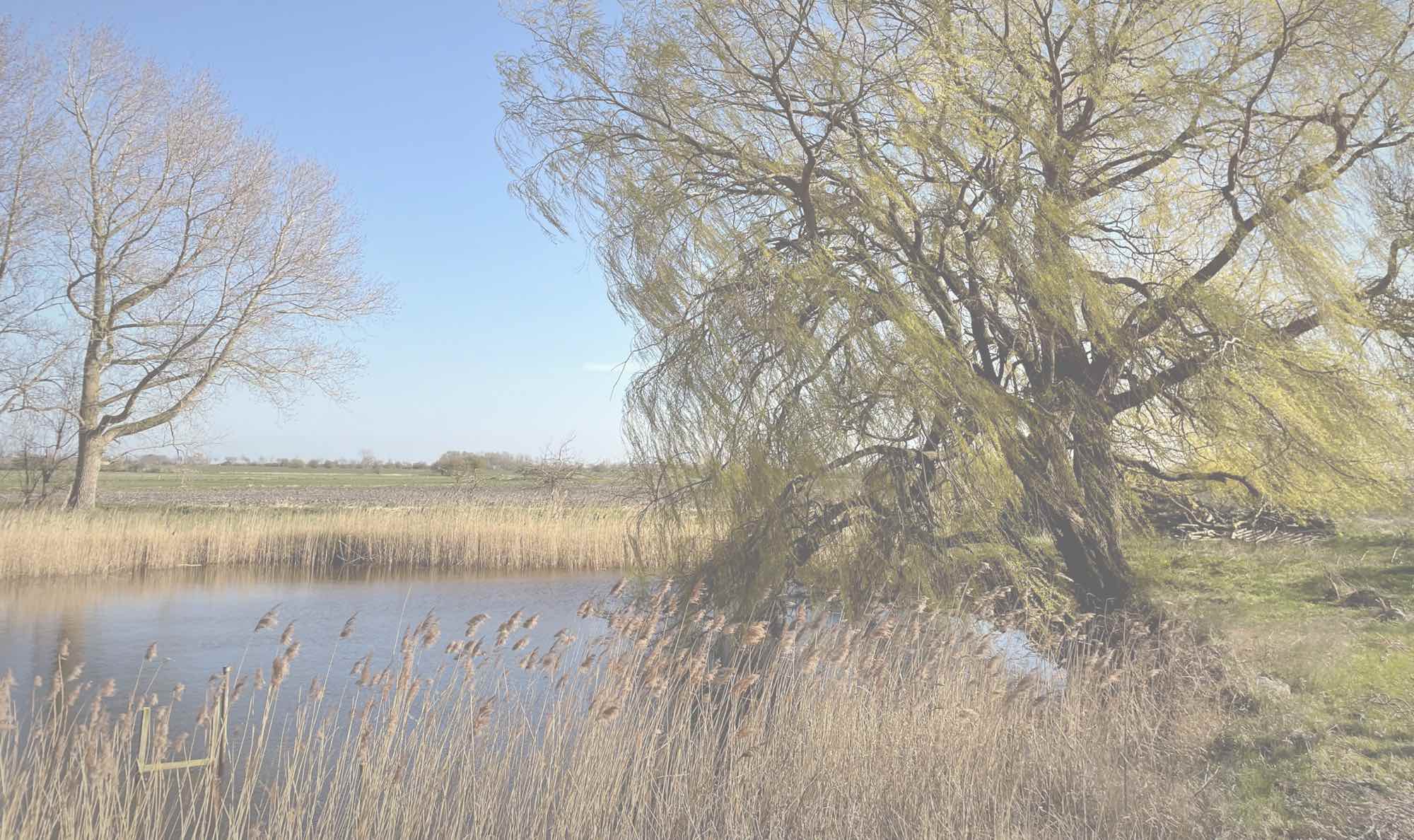 Koh Fehmarn und Blick auf den Teich und die Weide im Frühling.